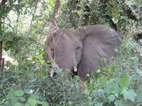 Manyara-Nationalpark - Elefant