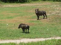 Manyara-Nationalpark - Warzenschweine