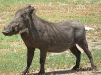 Manyara-Nationalpark - Warzenschwein