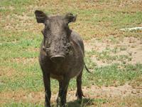 Manyara-Nationalpark - Warzenschwein