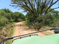 Manyara-Nationalpark - Paviane