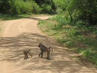 Manyara-Nationalpark - Paviane