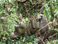 Manyara-Nationalpark - Paviane