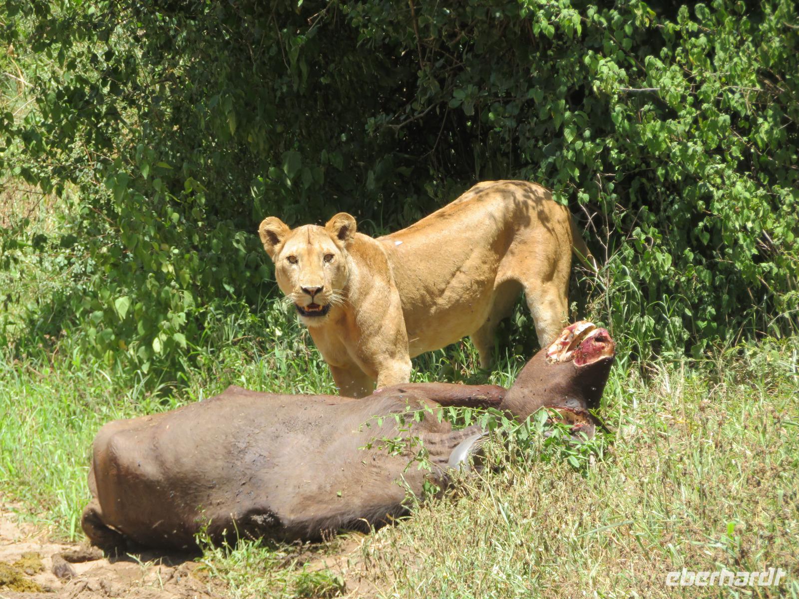 Manyara-Nationalpark - Löwin zieht einen getöteten Büffel in das Gebüsch