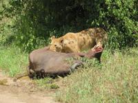 Manyara-Nationalpark - Löwin zieht einen getöteten Büffel in das Gebüsch