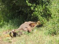 Manyara-Nationalpark - Löwin zieht einen getöteten Büffel in das Gebüsch