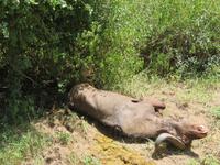 Manyara-Nationalpark - Löwin zieht einen getöteten Büffel in das Gebüsch