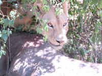 Manyara-Nationalpark - Löwin zieht einen getöteten Büffel in das Gebüsch