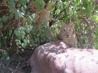 Manyara-Nationalpark - Löwin zieht einen getöteten Büffel in das Gebüsch und die jungen Löwen warten schon