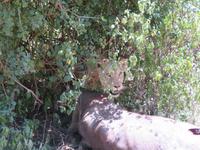 Manyara-Nationalpark - Löwin zieht einen getöteten Büffel in das Gebüsch