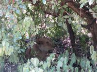 Manyara-Nationalpark - Löwin