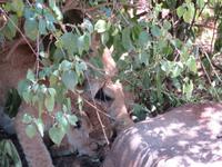 Manyara-Nationalpark - Löwin zieht einen getöteten Büffel in das Gebüsch