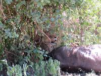 Manyara-Nationalpark - Löwin zieht einen getöteten Büffel in das Gebüsch