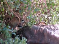 Manyara-Nationalpark - Löwin zieht einen getöteten Büffel in das Gebüsch
