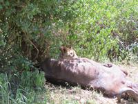 Manyara-Nationalpark - Löwin zieht einen getöteten Büffel in das Gebüsch