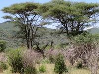 Manyara-Nationalpark - Giraffen