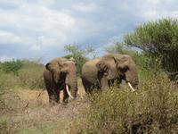Manyara-Nationalpark - Elefanten