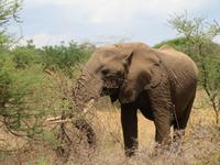 Manyara-Nationalpark - Elefanten
