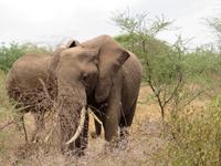 Manyara-Nationalpark - Elefanten
