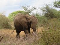Manyara-Nationalpark - Elefanten wieder hautnah