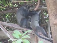 Manyara-Nationalpark - Blaue Meerkatzen