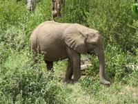 Manyara-Nationalpark - Elefant