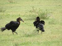 Manyara-Nationalpark - Hornraben