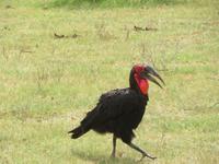 Manyara-Nationalpark - Hornrabe