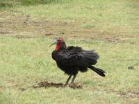 Manyara-Nationalpark - Hornrabe