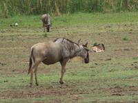 Manyara-Nationalpark - Gnus