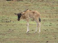 Manyara-Nationalpark - junges Gnu