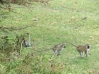Manyara-Nationalpark - tobende Grüne Meerkatzen
