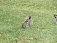Manyara-Nationalpark - tobende Grüne Meerkatzen