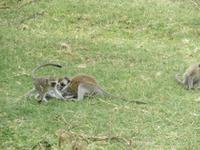 Manyara-Nationalpark - tobende Grüne Meerkatzen