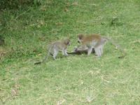 Manyara-Nationalpark - tobende Grüne Meerkatzen