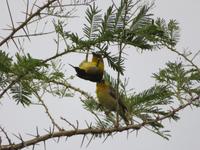 Endoro Lodge - Maskenweber