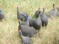 Ngorongoro Nationalpark - Perlhühner