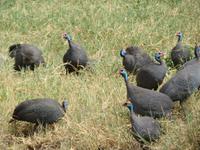 Ngorongoro Nationalpark - Perlhühner