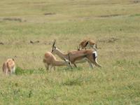 Ngorongoro Nationalpark - Perlhühner