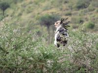 Ngorongoro Nationalpark - Kronenadler