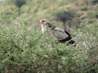 Ngorongoro Nationalpark - Kronenadler