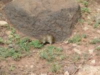 Ngorongoro Nationalpark - Maus