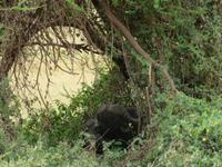 Ngorongoro Nationalpark - Büffel
