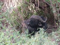 Ngorongoro Nationalpark - Büffel