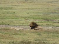 Ngorongoro Nationalpark - Löwe