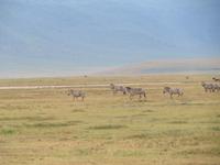 Ngorongoro Nationalpark - Zebras