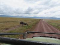 Ngorongoro Nationalpark - Gnu
