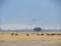 Ngorongoro Nationalpark - Gnus