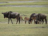 Ngorongoro Nationalpark - Gnus
