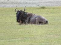 Ngorongoro Nationalpark - Gnu